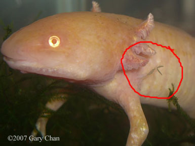 Black Axolotl pictures, Hq photos, Axolotl photos free, Pictures of Axolotl , Axolotl hd wallpaper