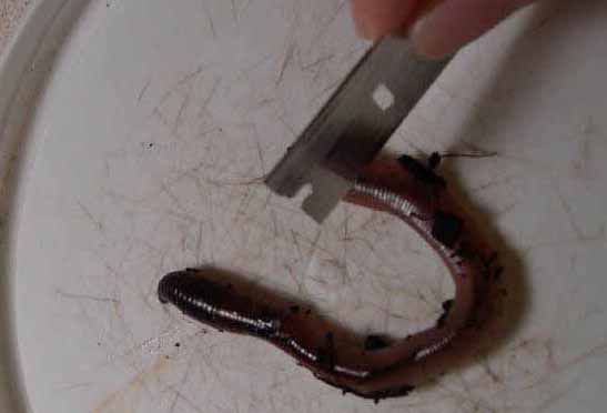 Caudata Culture Articles - How to Feed a Large Worm to a Small Newt