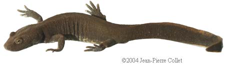 Euproctus platycephalus