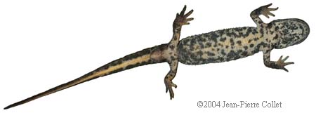 Euproctus platycephalus