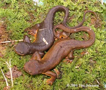 Orange Bellied Salamander