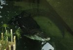 Saltwater Crocodile (6).jpg