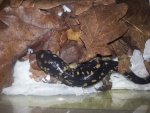 Tiger salamanders 014.jpg