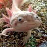 funny axolotl