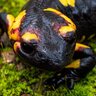 US List of Salamandra / Fire Salamanders