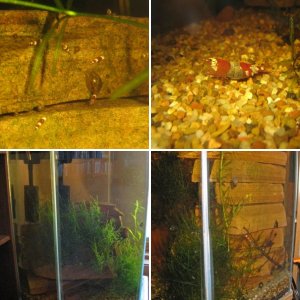 Shrimp tank
