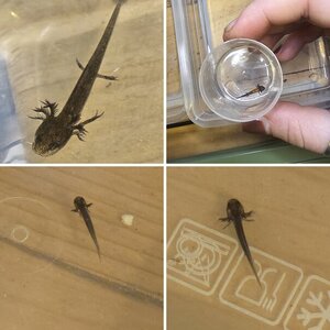 Chinese fire belly newt larva!