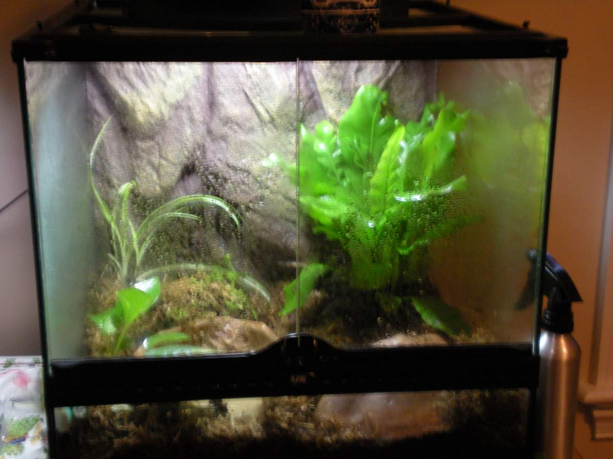 Crocodile Newt Setup | Caudata.org: Newts and Salamanders Portal