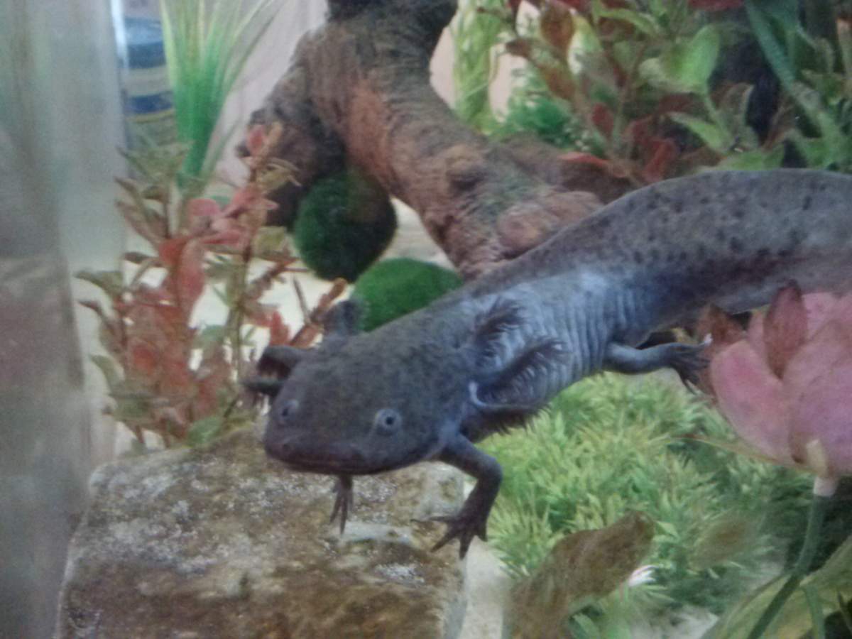 Illness/Sickness: - Axolotl Skin Irritation/discoloration? | Caudata ...