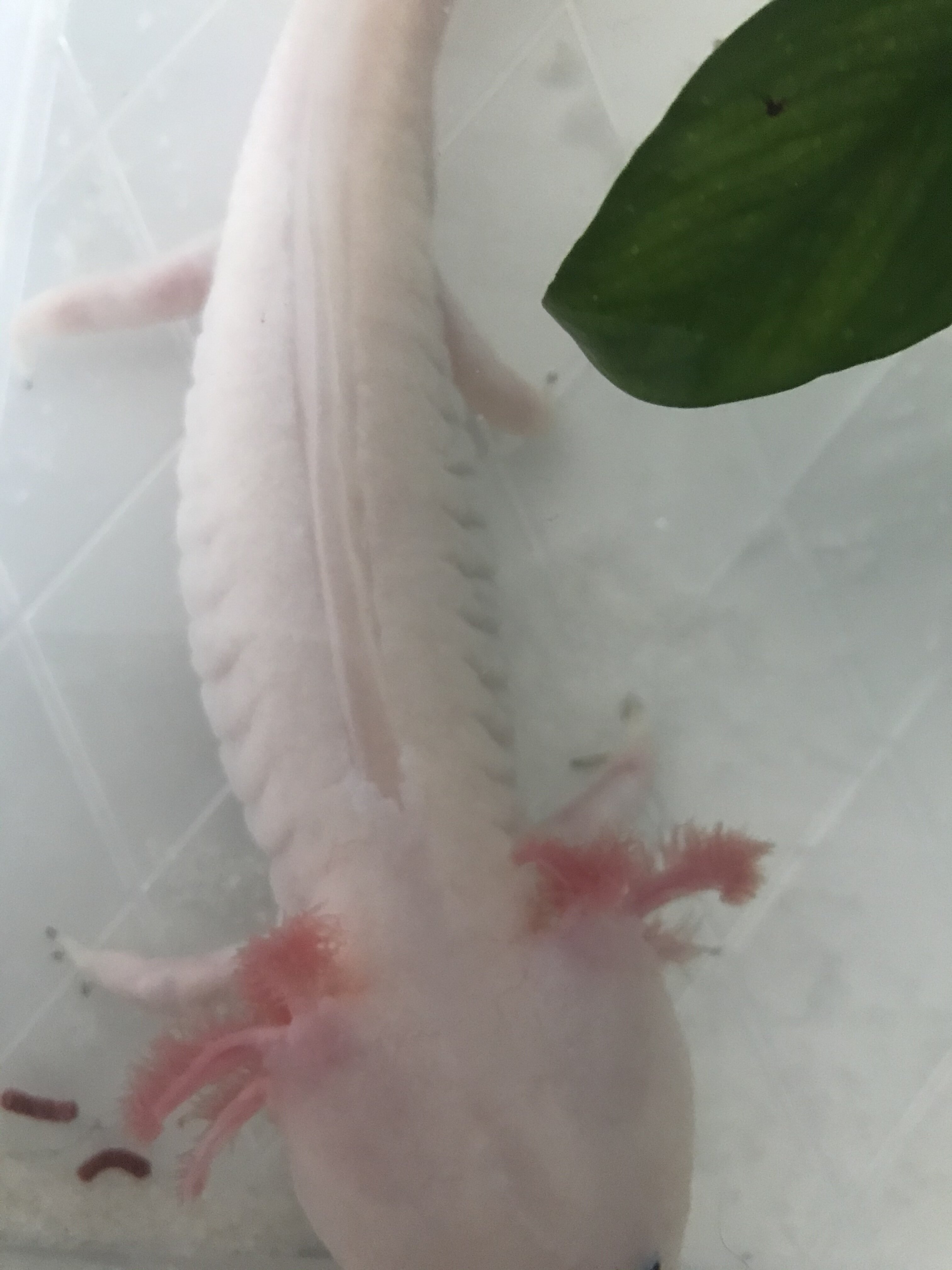 My Axolotl Hasn T Eaten In Weeks Caudata Org Newts And Salamanders Portal