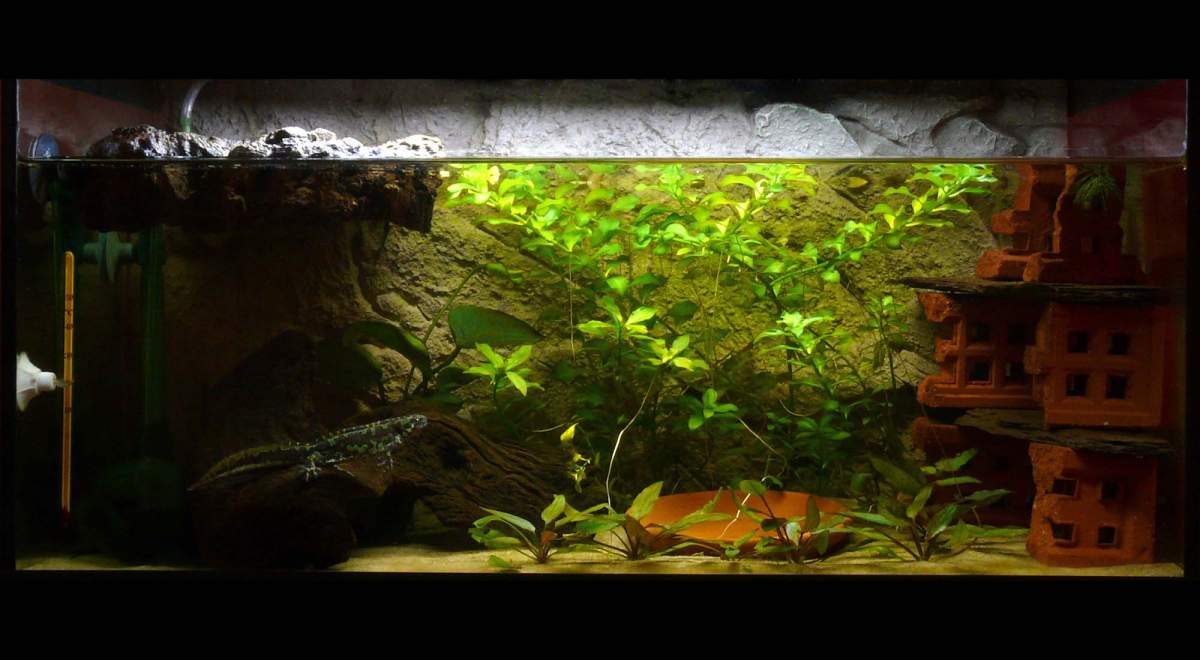 Plants for bare bottom, low light tank | Page 2 | Caudata.org: Newts ...