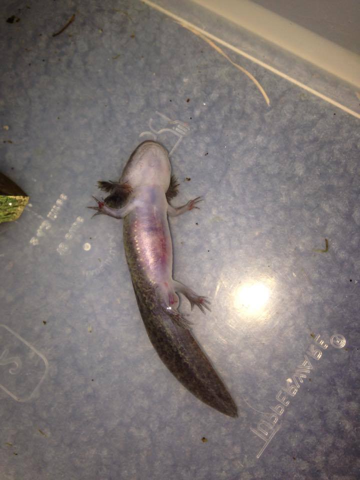 Illness Sickness Sick Baby Axolotl Please Help Caudata Org Newts And Salamanders Portal