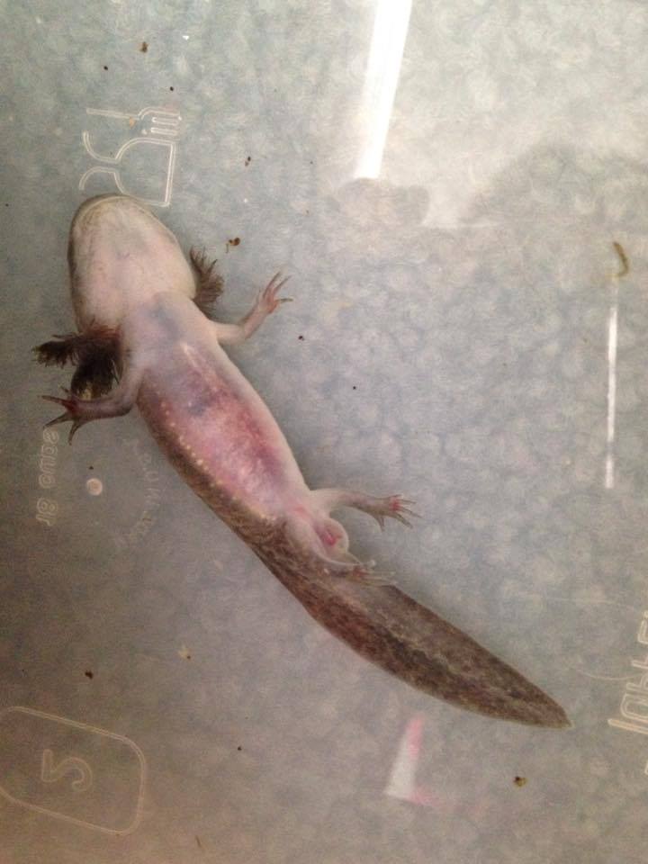 Illness Sickness Sick Baby Axolotl Please Help Caudata Org Newts And Salamanders Portal