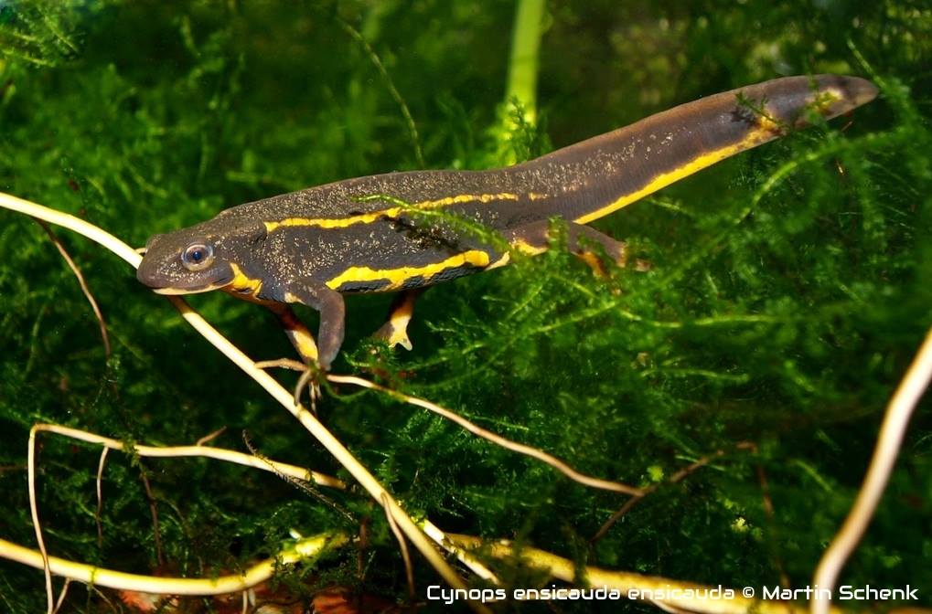 Cynops ensicauda | Caudata.org: Newts and Salamanders Portal