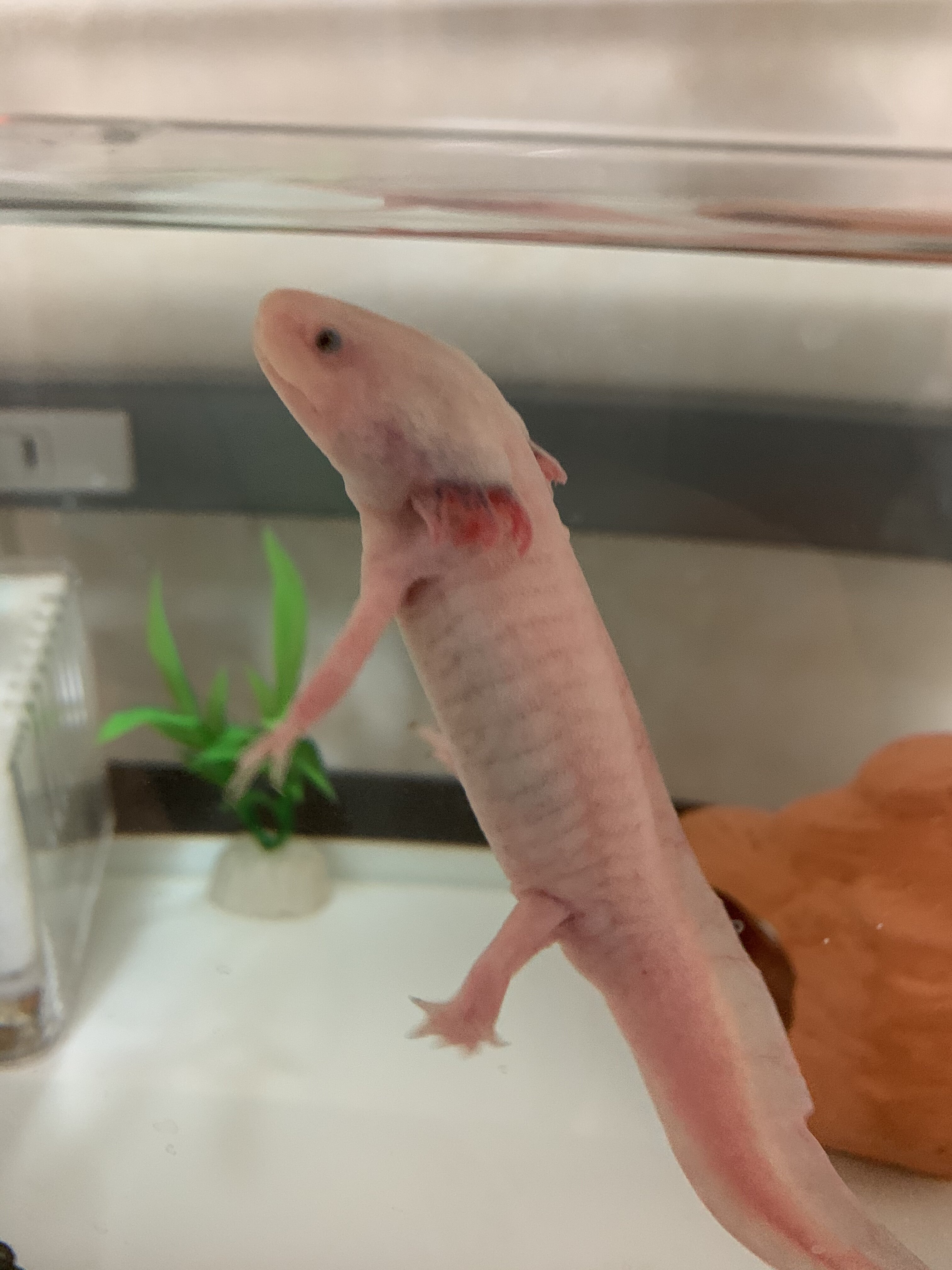 Help My Axolotl Is Losing It S Feather Gills Caudata Org Newts And Salamanders Portal