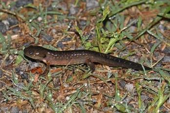 Juvenile Spotted Salamander | Flickr - Photo Sharing!