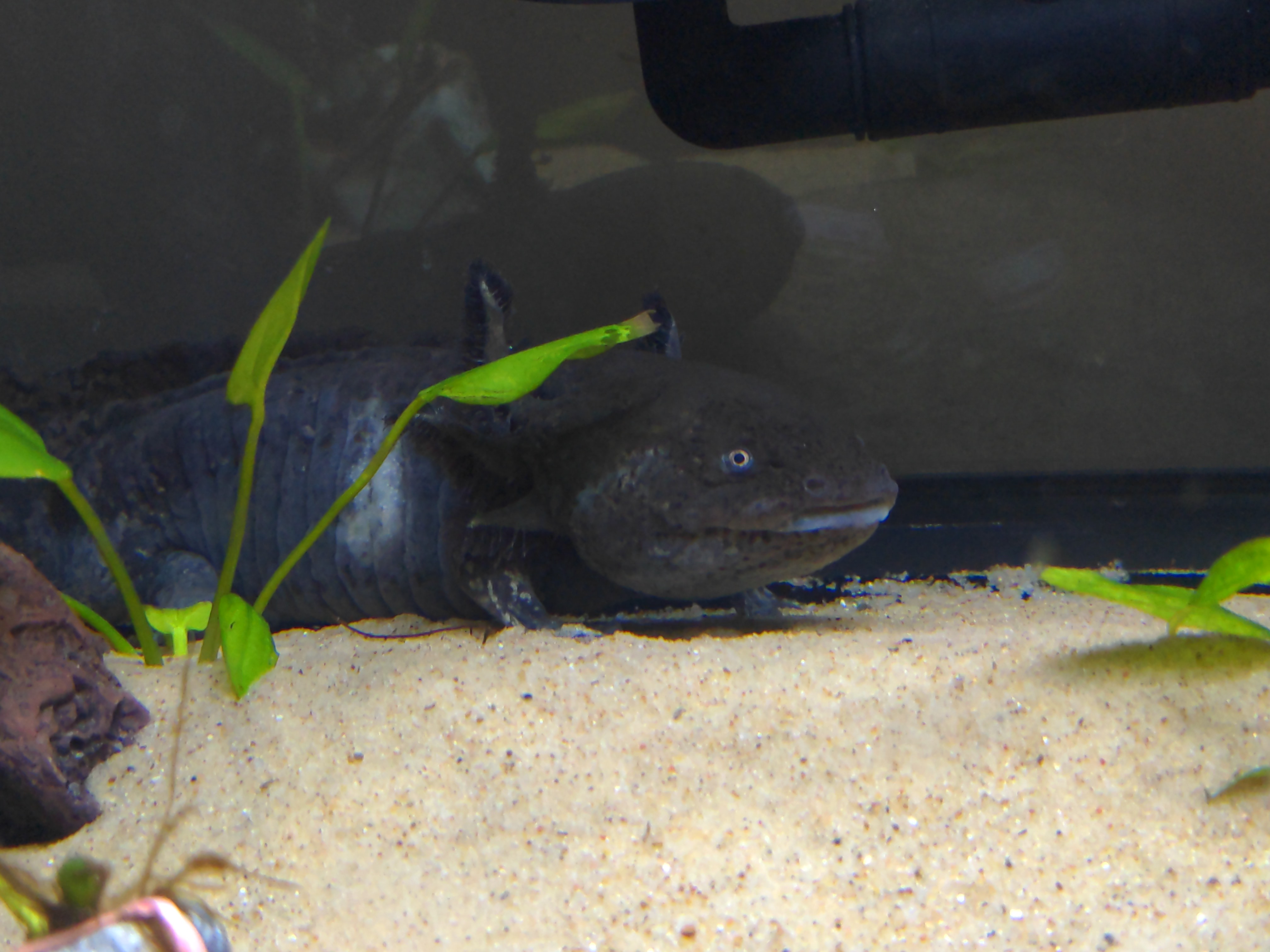 Illness/Sickness: - Vet is on vacation and axolotl is getting worse not ...