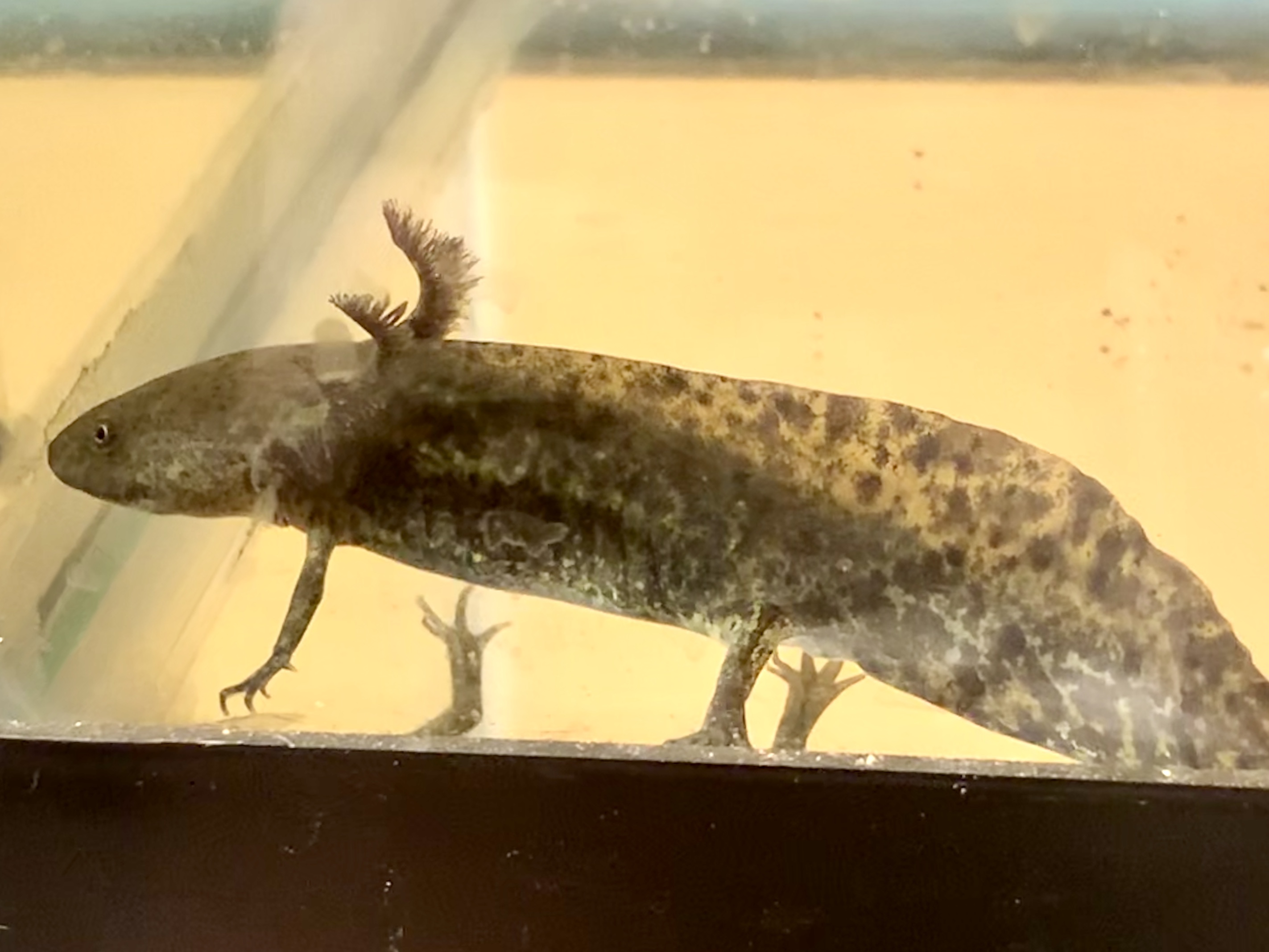 Possible Nitrite Poisoning With Axolotls Caudata Org Newts And Salamanders Portal