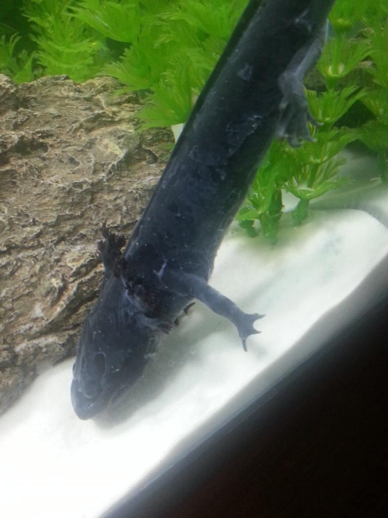 Help!!! Why is my axolotls slime coat flaking off, plz tell me how to help  it, my other axolotls look fine and the sick one is acting normal and is  eating and
