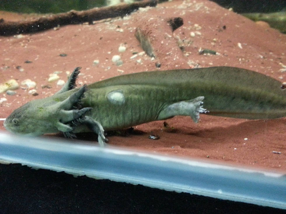 big water dog salamander