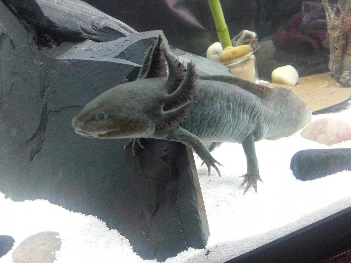 Axolotl and hook worms  : Newts and Salamanders Portal