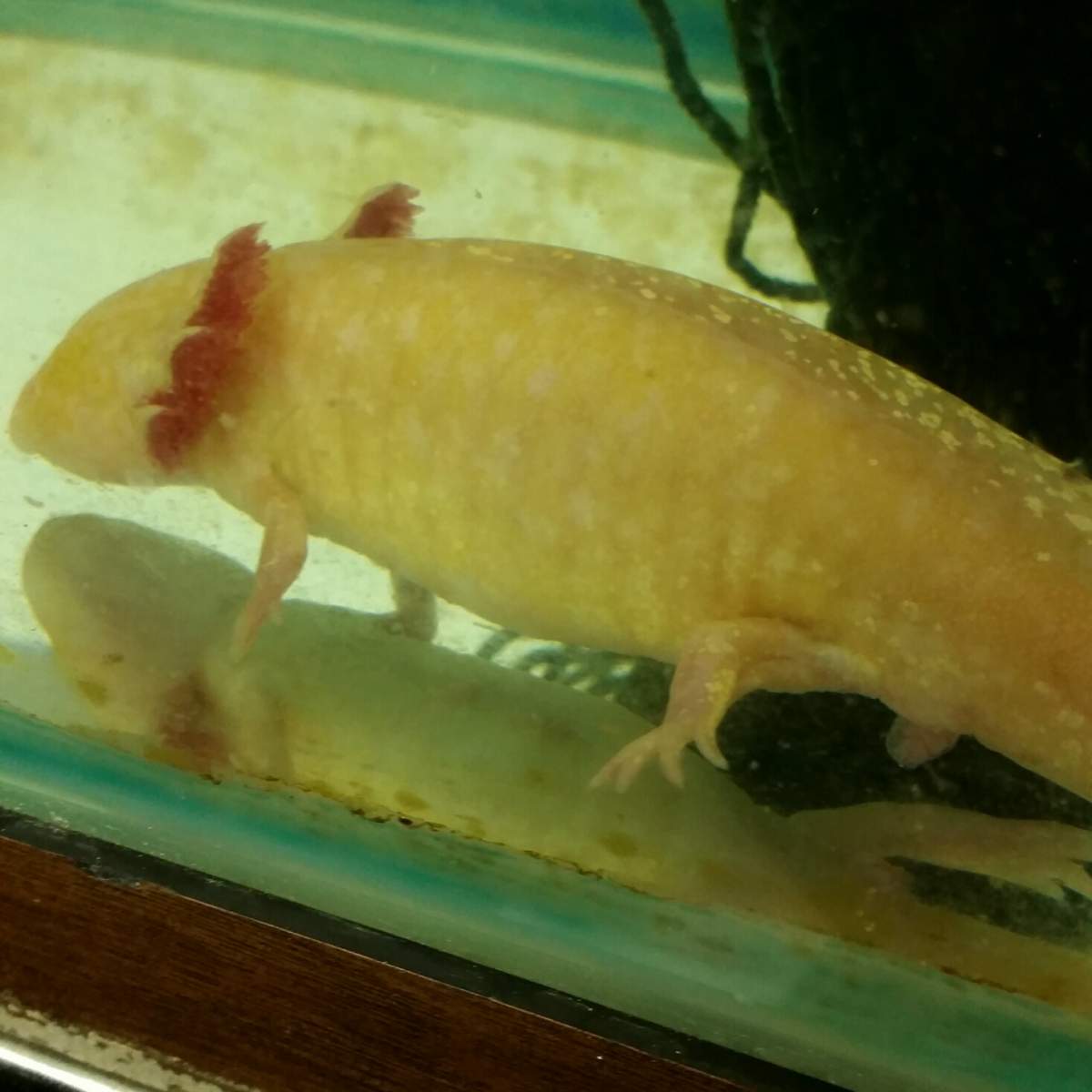 Axolotl prolapse? | Caudata.org: Newts and Salamanders Portal