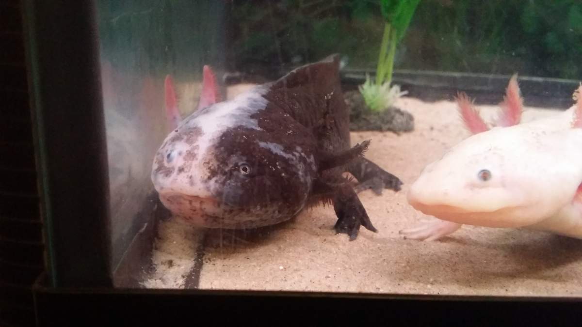 Axolotl vet near store me