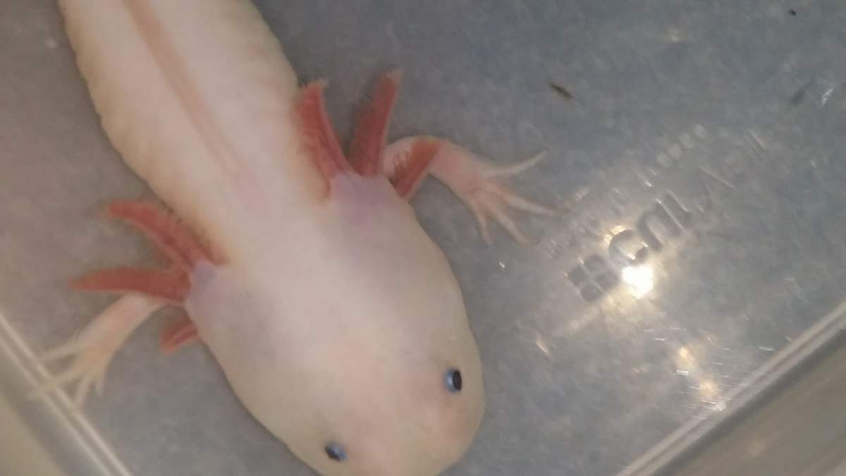 Poorly Axolotl Can Tell By Gills Possible Fungus Caudata Org Newts And Salamanders Portal