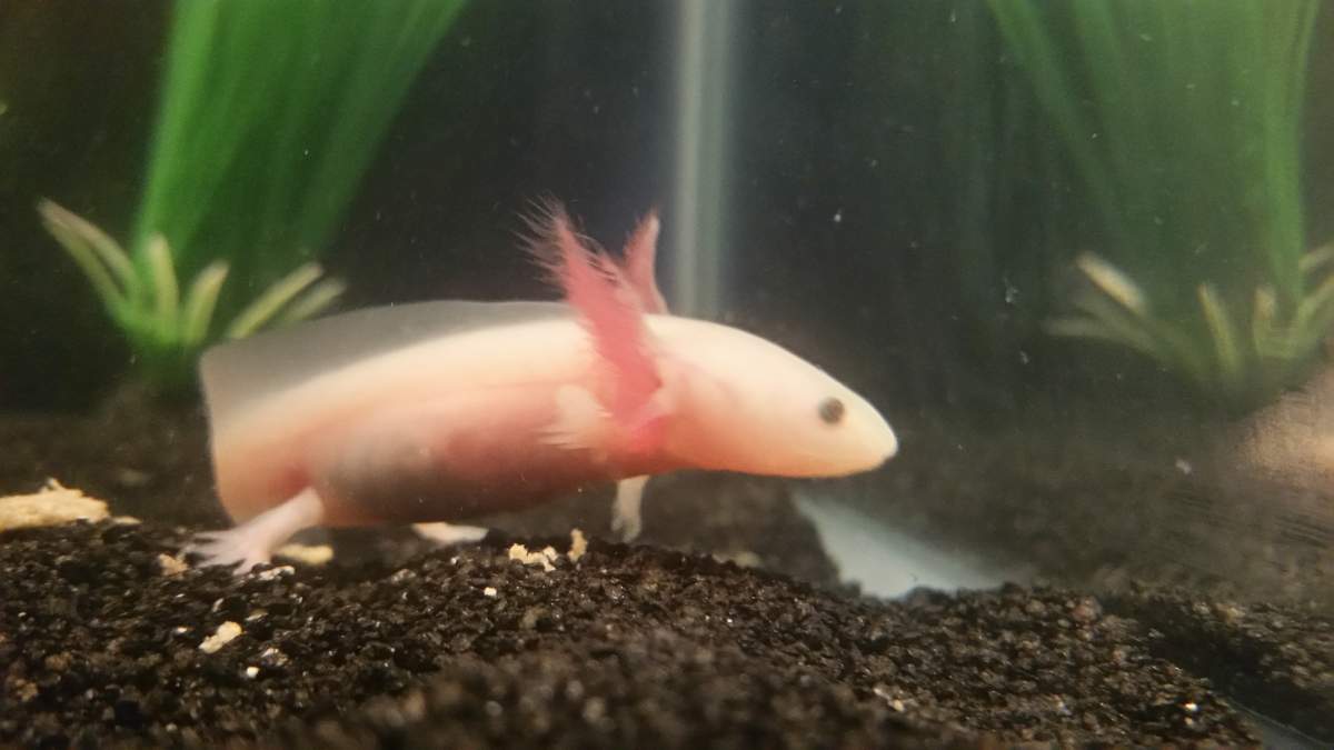 Chico My Cute Baby Axolotl Caudata Org Newts And Salamanders Portal