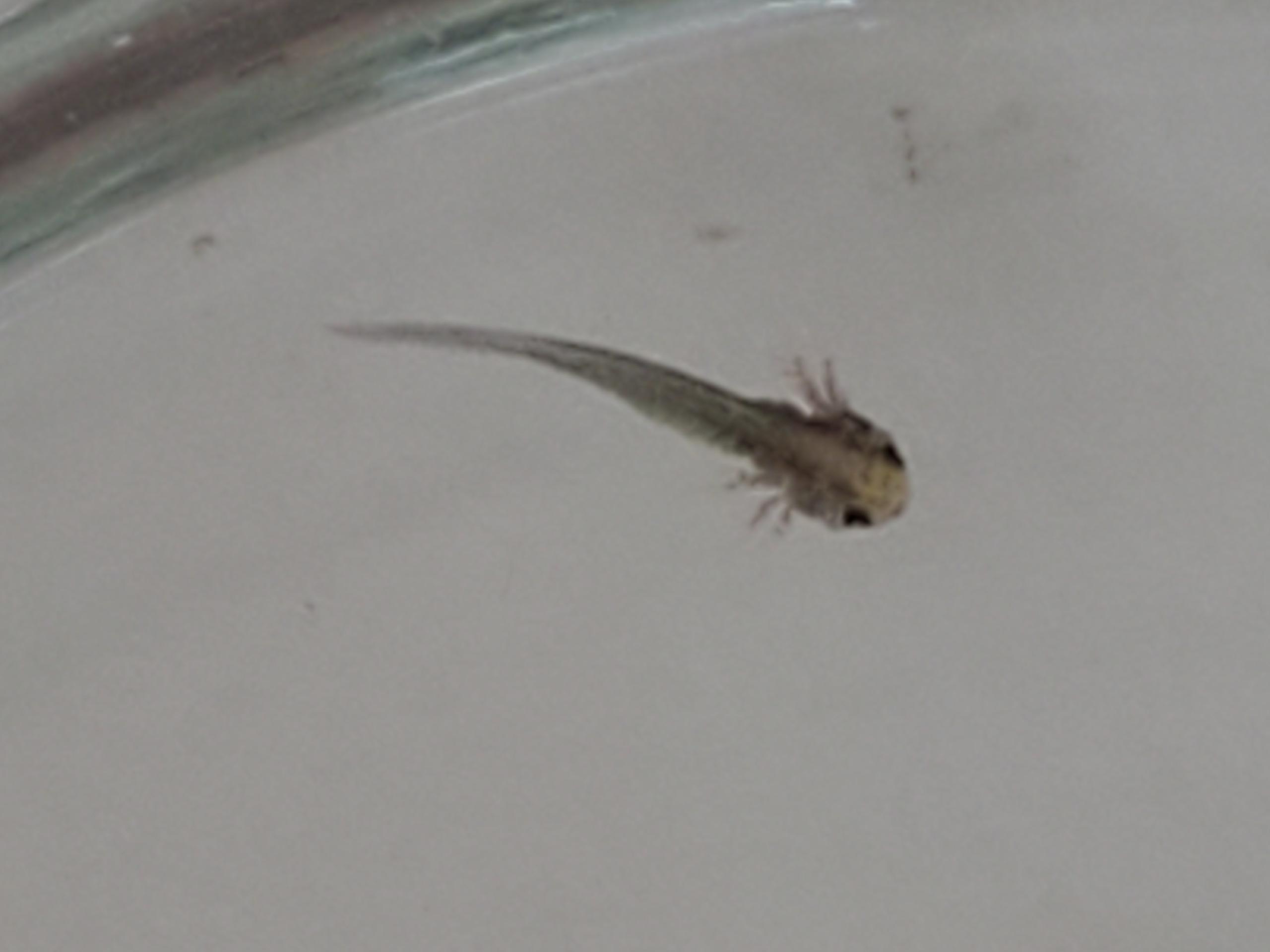 Help 12 Day Old Axolotl Egg Hatched On Accident Caudata Org Newts And Salamanders Portal