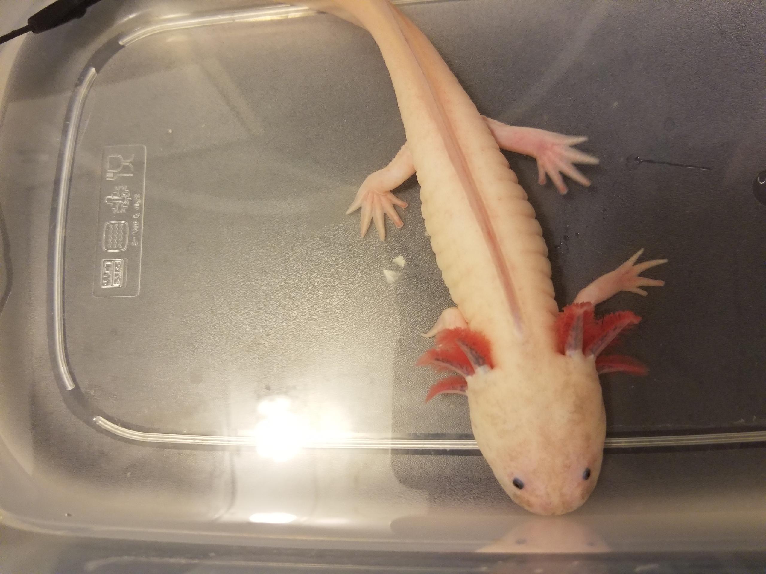 Illness Sickness Juvie Axolotl Not Eating Caudata Org Newts And Salamanders Portal