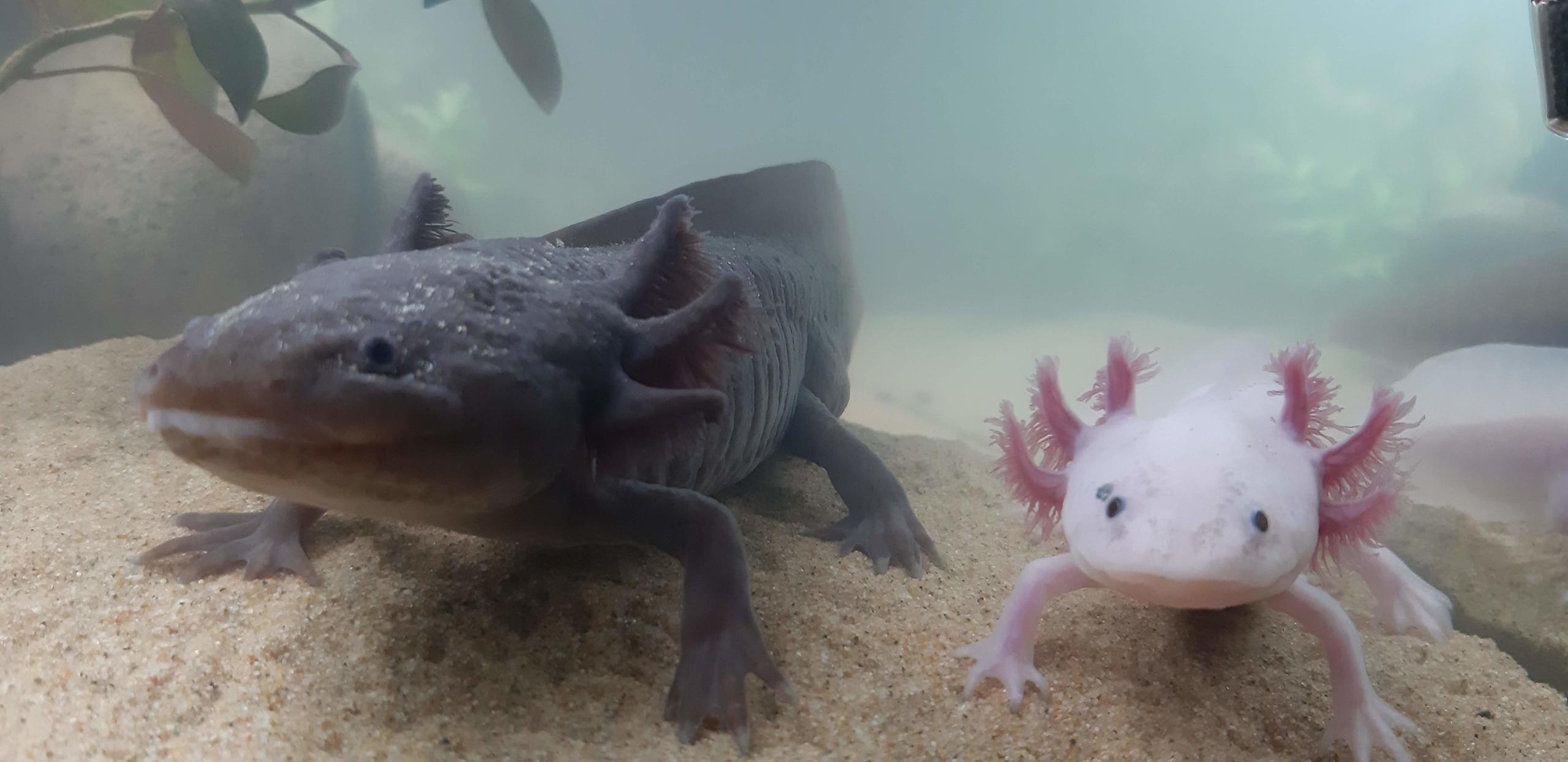 Illness Sickness Young Axolotl Died Of Fungus Infection Caudata Org Newts And Salamanders Portal