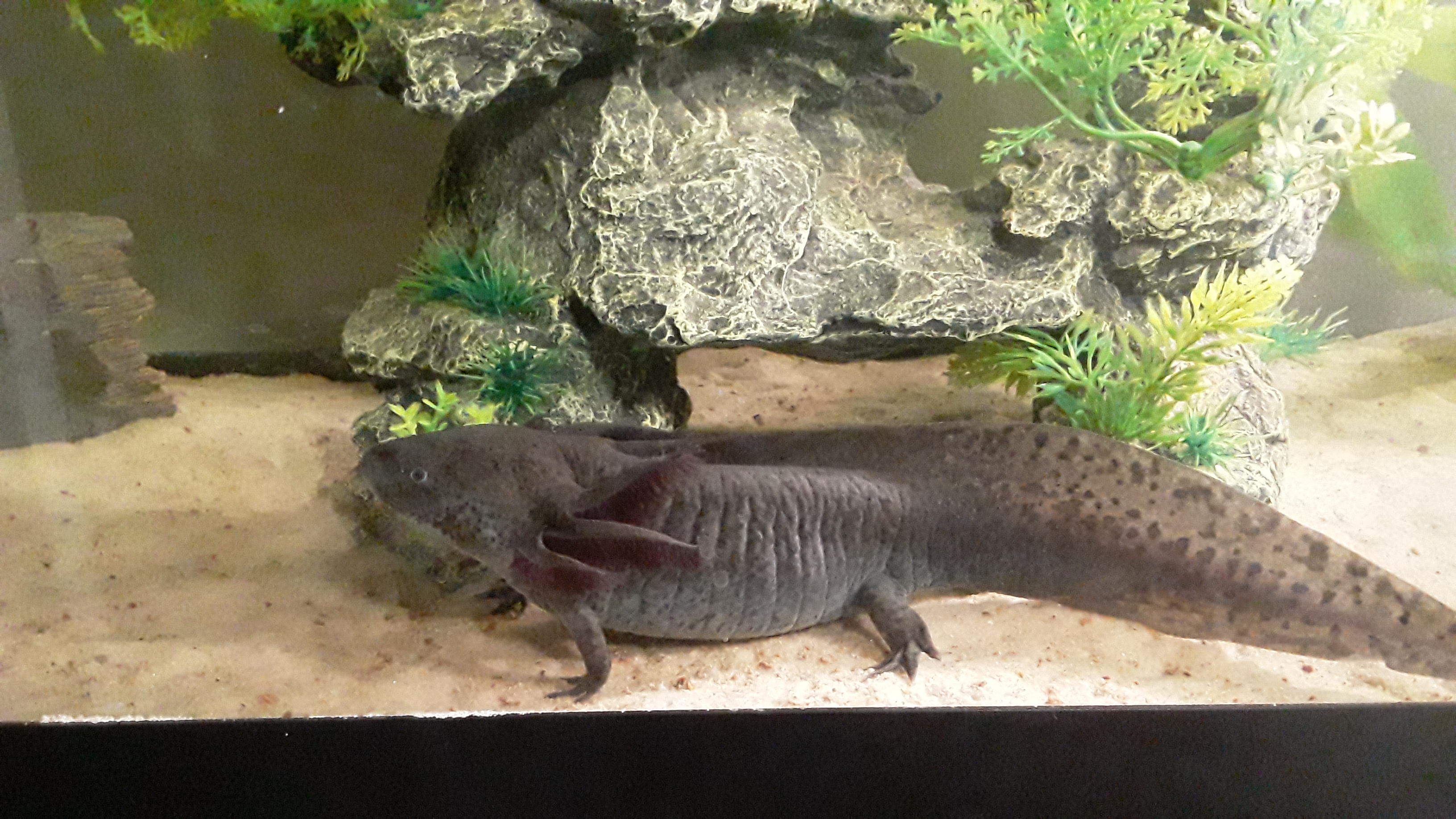 overweight-axolotl-diet-caudata-newts-and-salamanders-portal