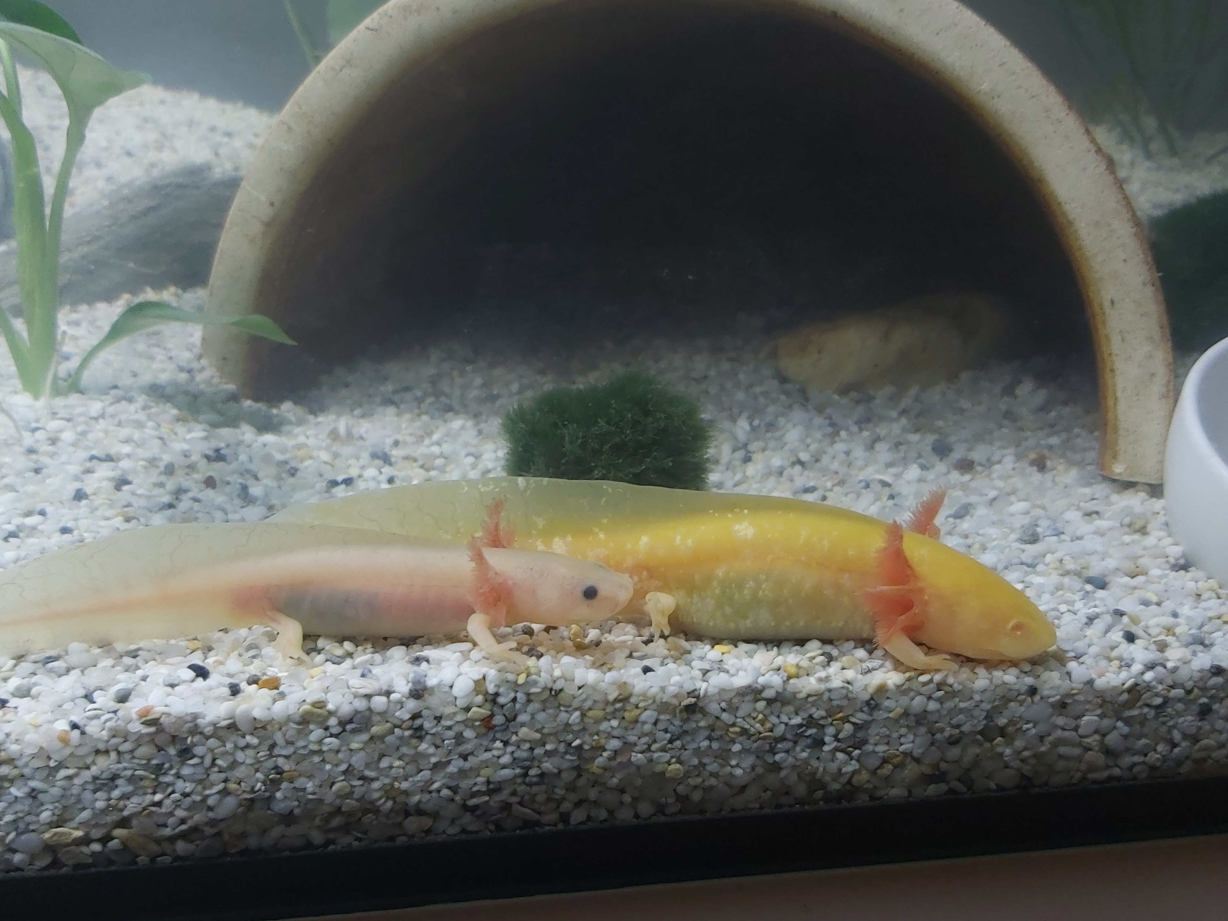 Axolotl Size Difference | Caudata.org: Newts and Salamanders Portal