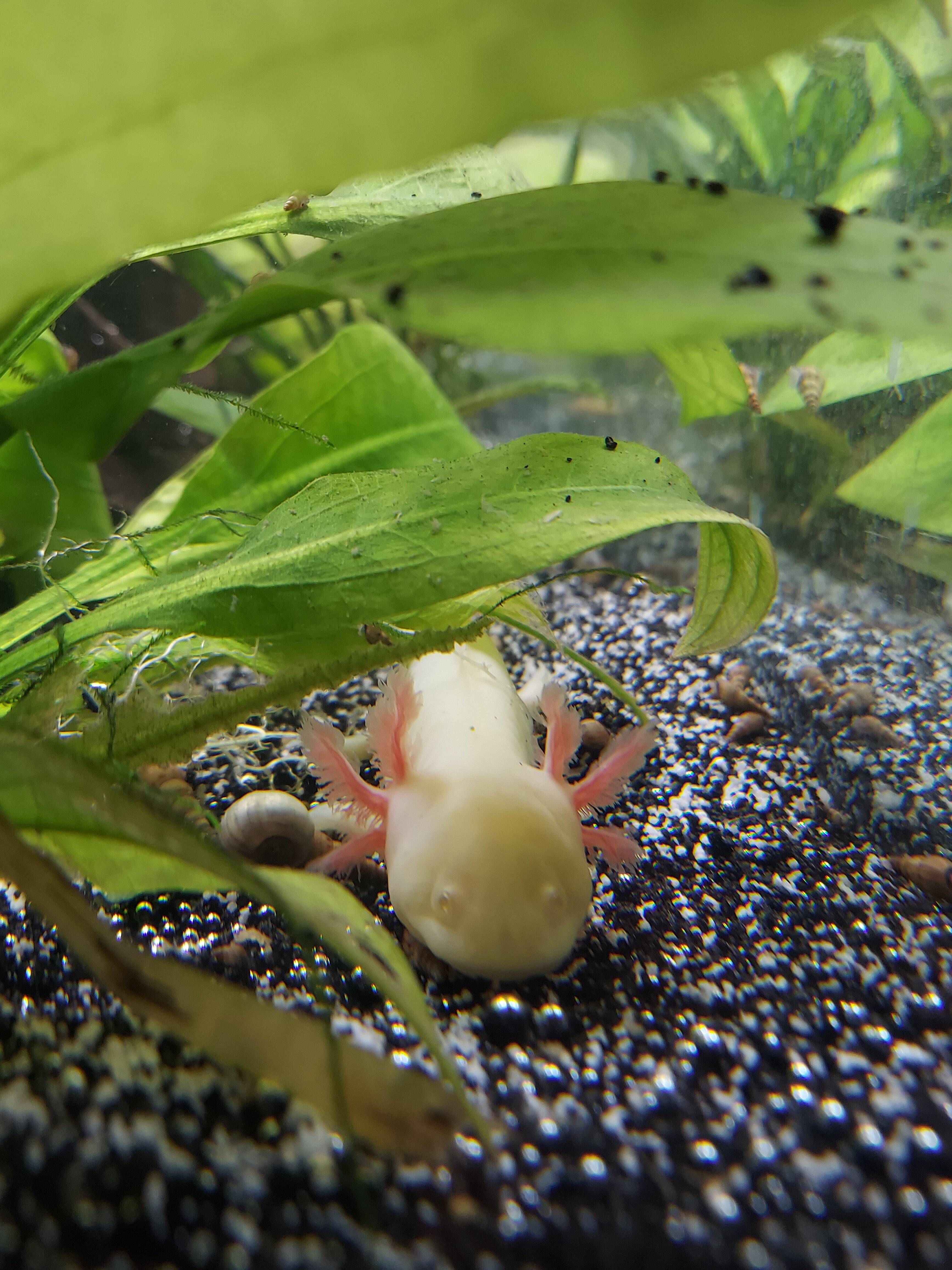 Transparent tank funk?  : Newts and Salamanders Portal