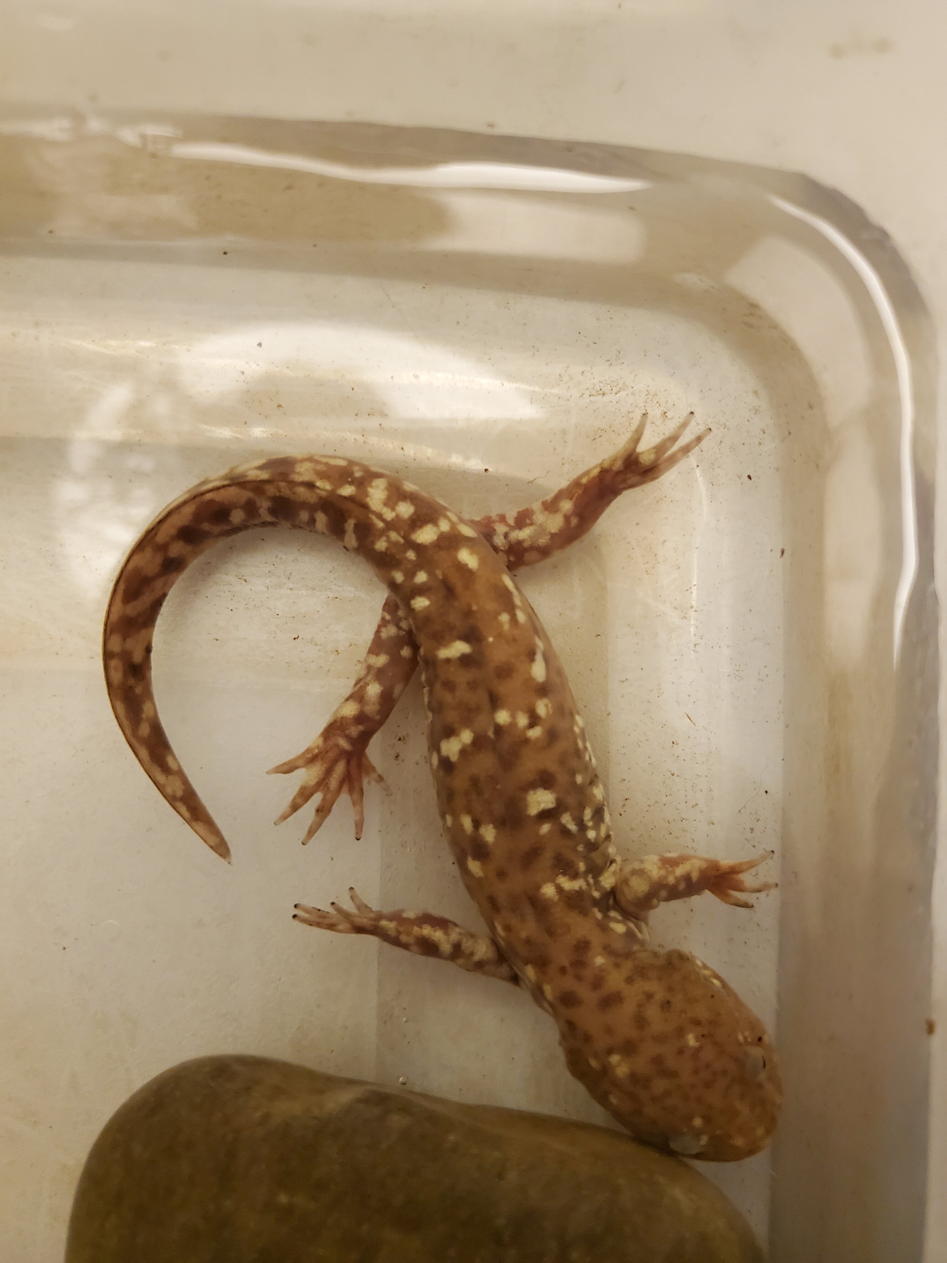 axolotl-turning-salamander-caudata-newts-and-salamanders-portal