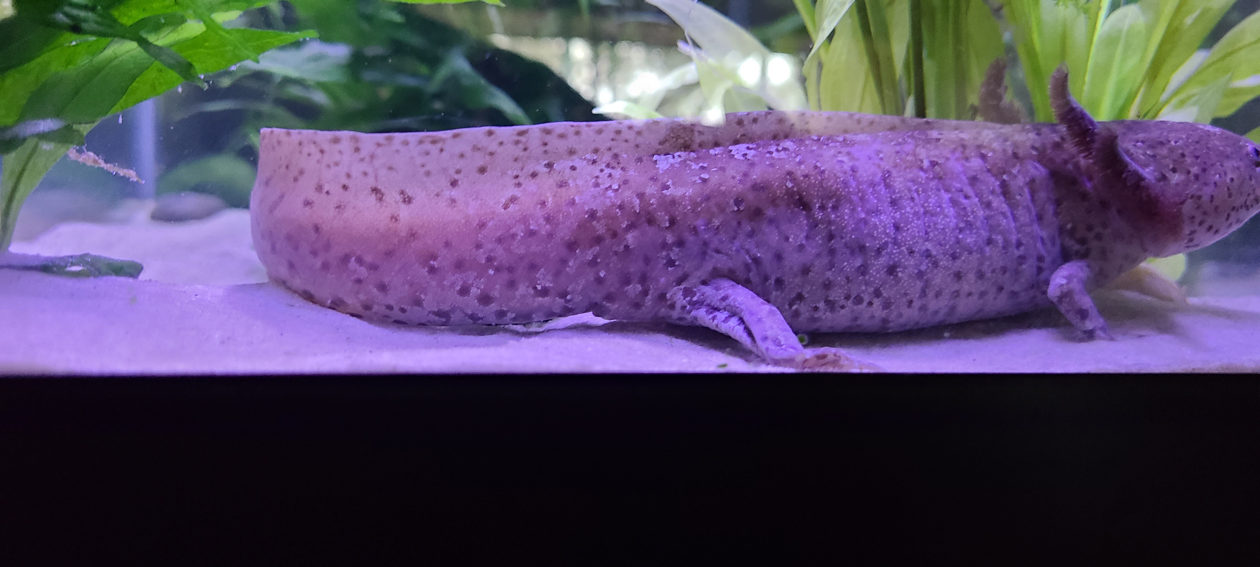 Sex Of Axolotl Newts And Salamanders Portal