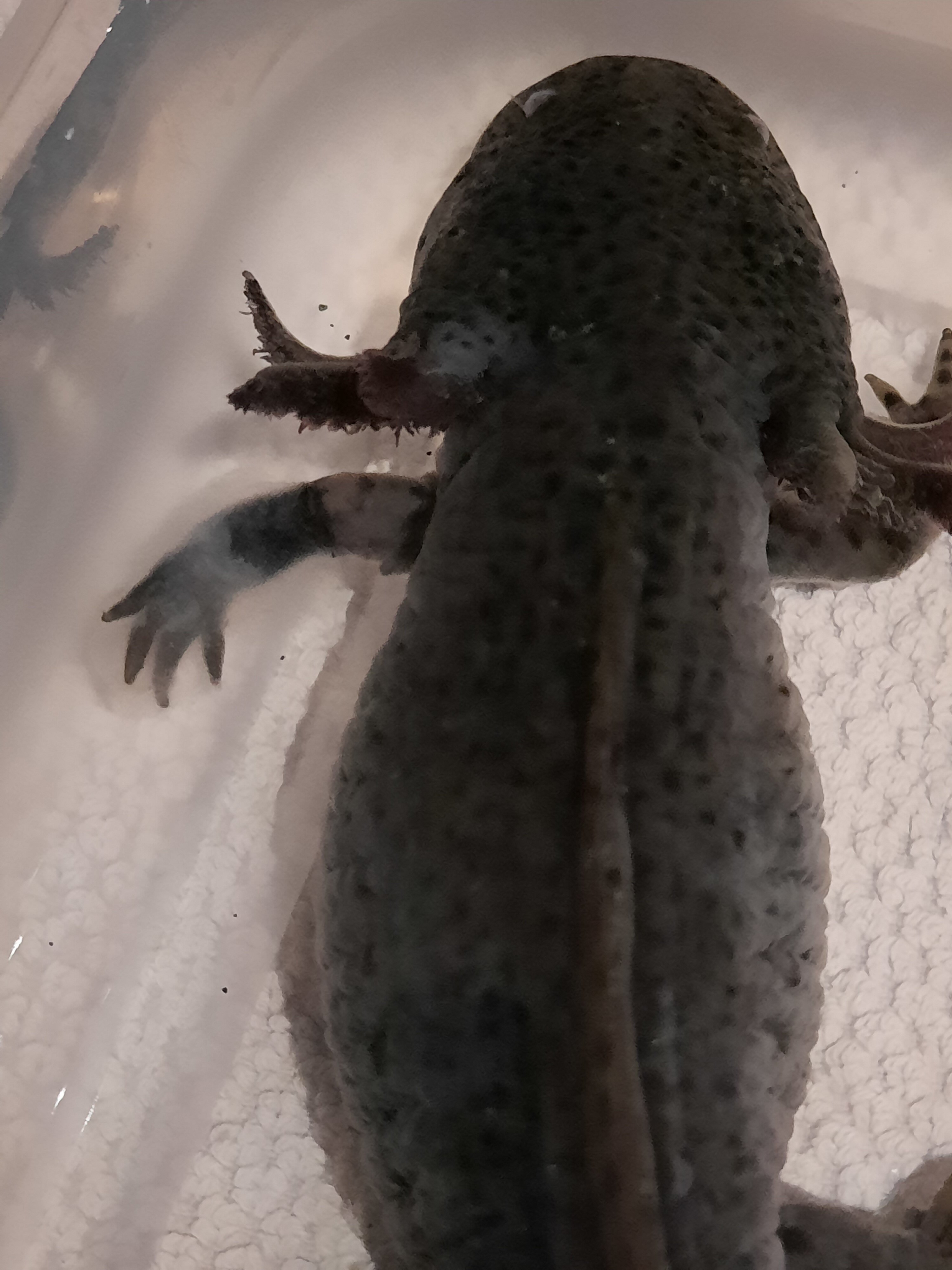 Axolotl slime coat damage on bitten arm.  : Newts and  Salamanders Portal
