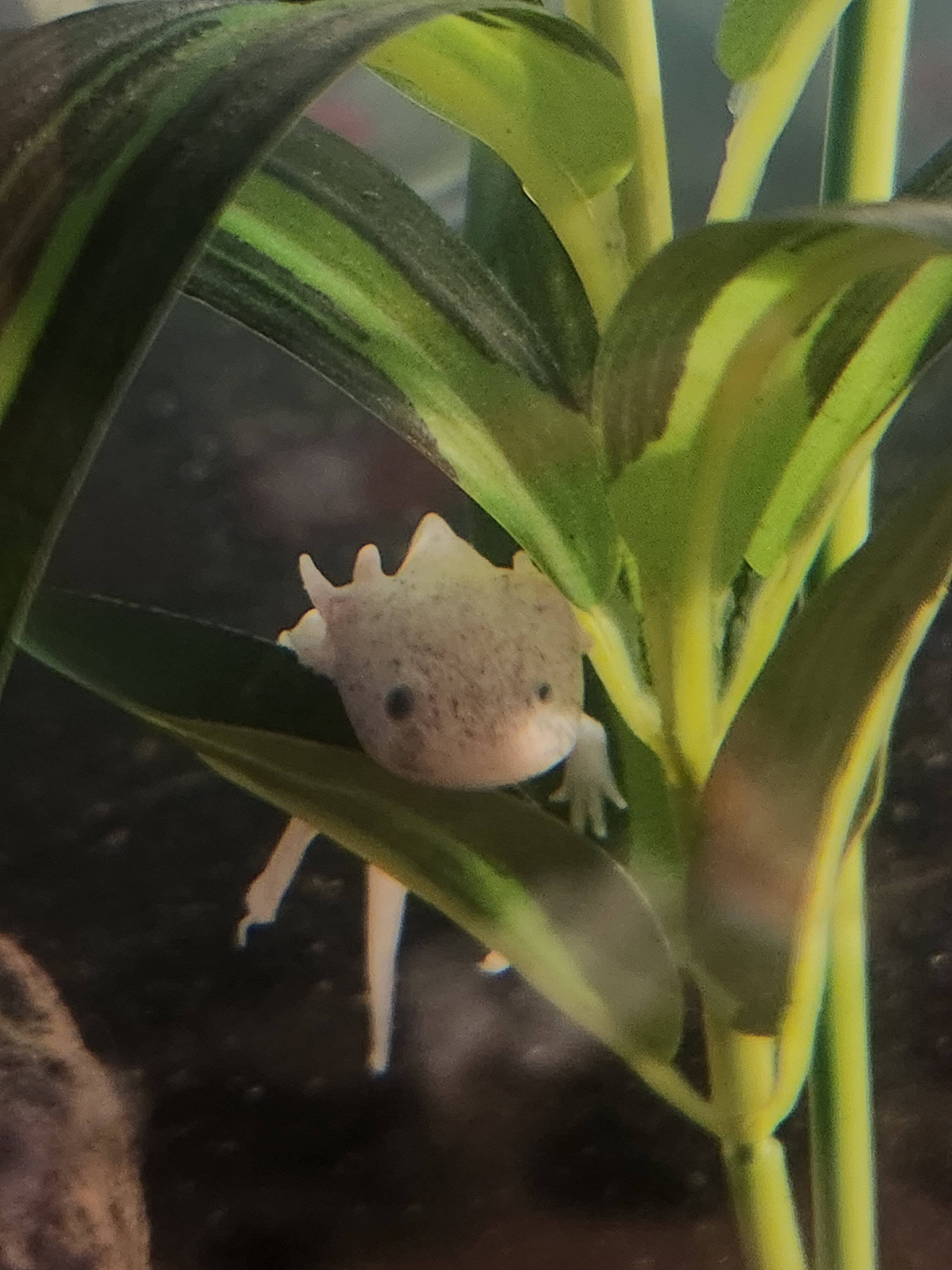 Possible Sick Axolotl | Caudata.org: Newts And Salamanders Portal