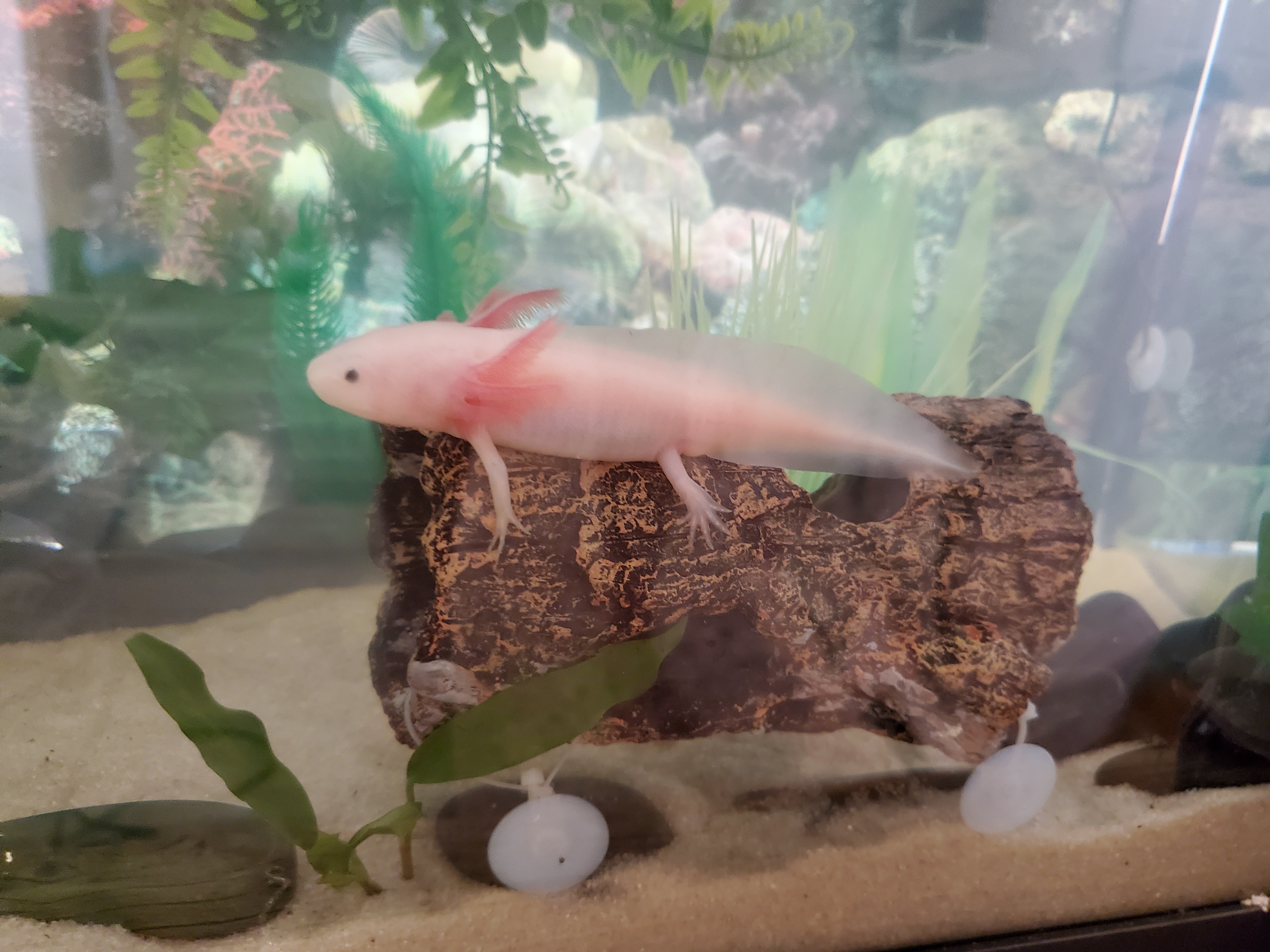 Axolotls - Feeding