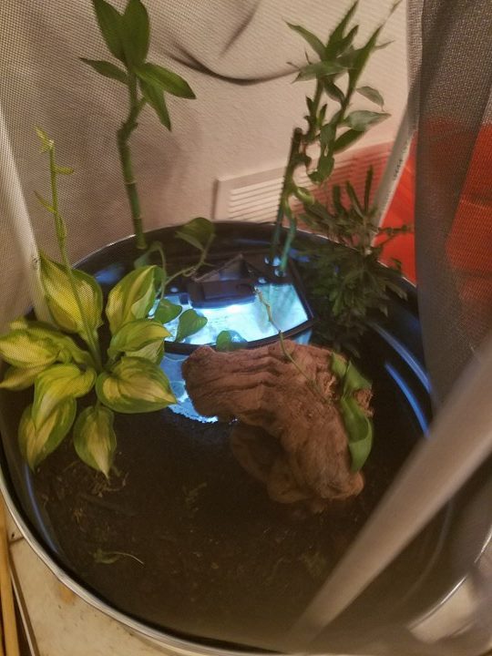 Vivarium enclosure | Caudata.org: Newts and Salamanders Portal