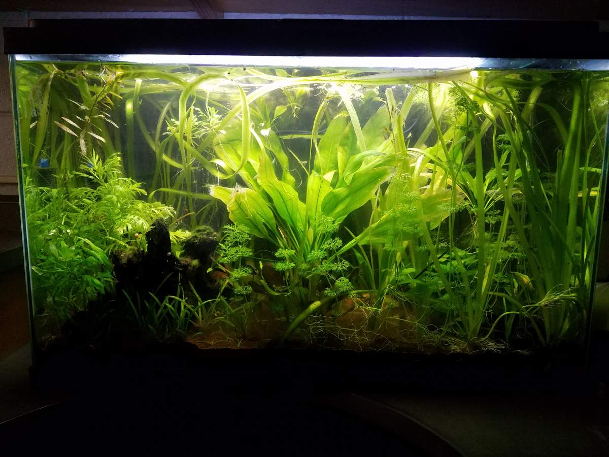 New to Axolotls - Possible Revamp of Planted Tropical Aquarium to Axie