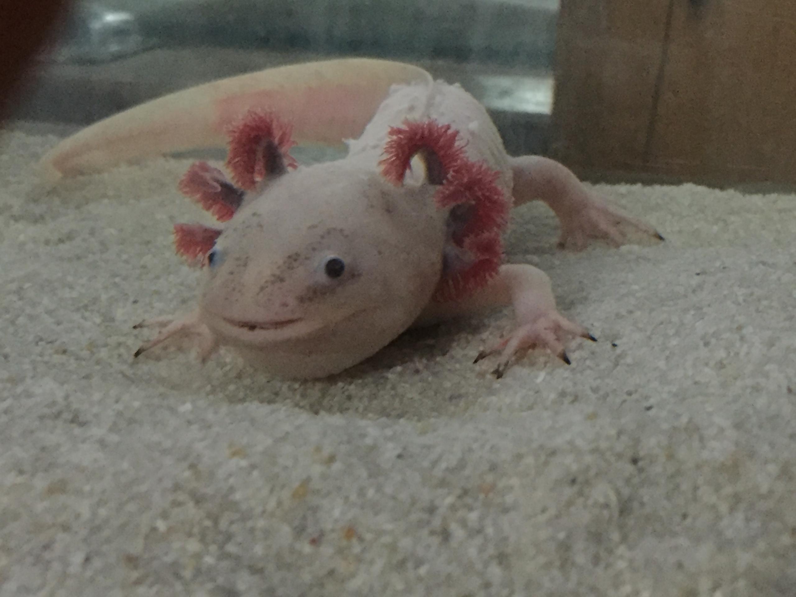 Extremely Sick Axolotl | Caudata.org: Newts And Salamanders Portal