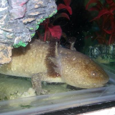 Suggestions on what type to breed with these axols | Caudata.org: Newts ...