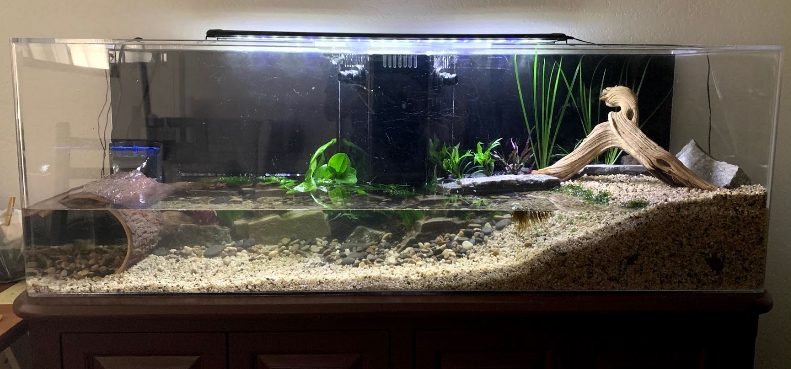 100 Gallon Paludarium + Alpine Newts | Caudata.org: Newts and ...