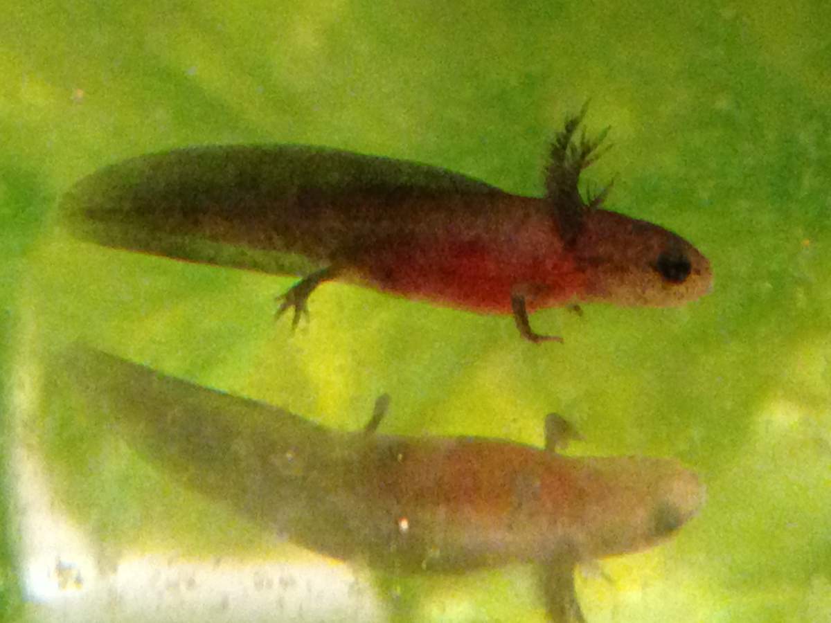 Newt tadpole store