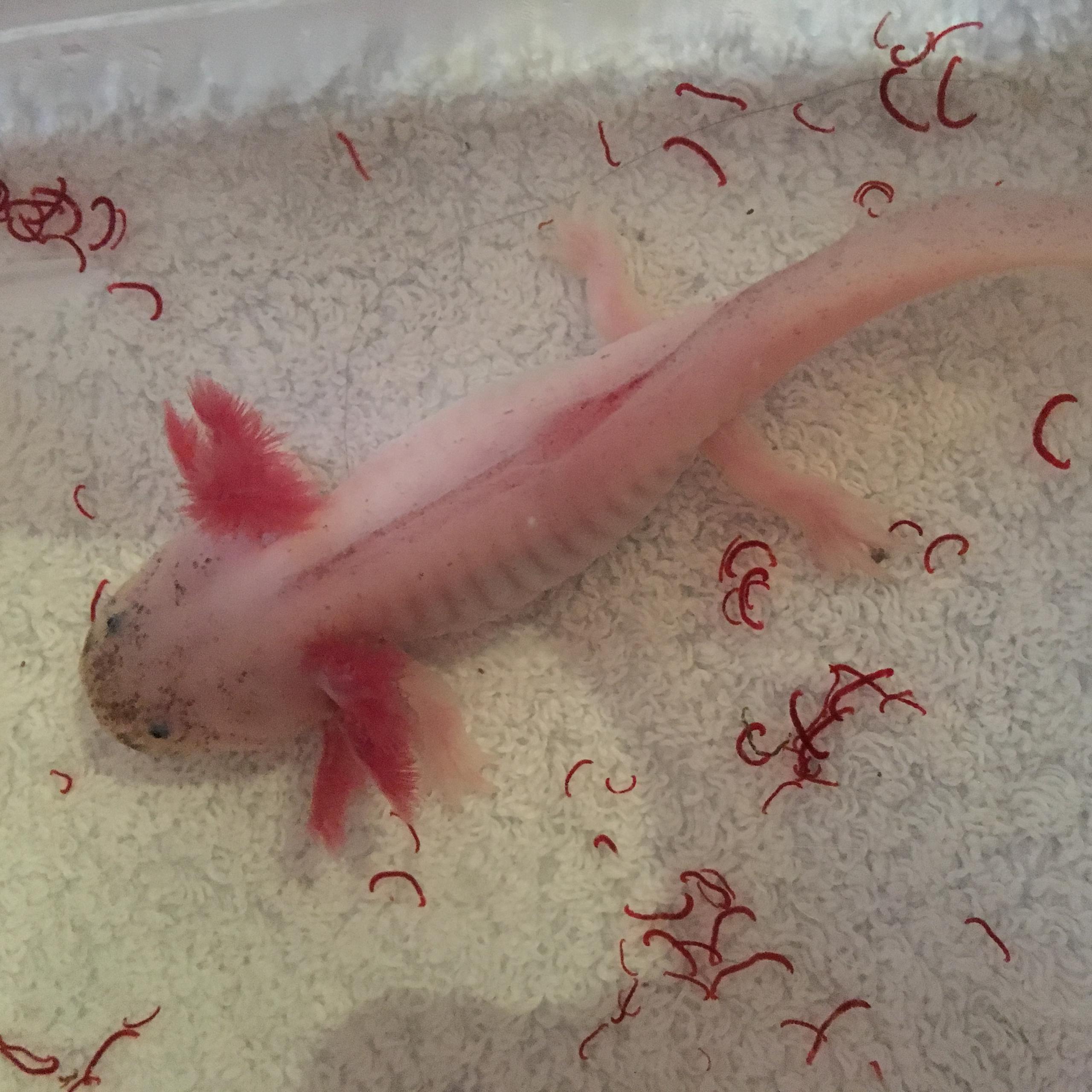 Illness/Sickness: - Swollen Red Patch On Axolotls Back | Caudata.org ...