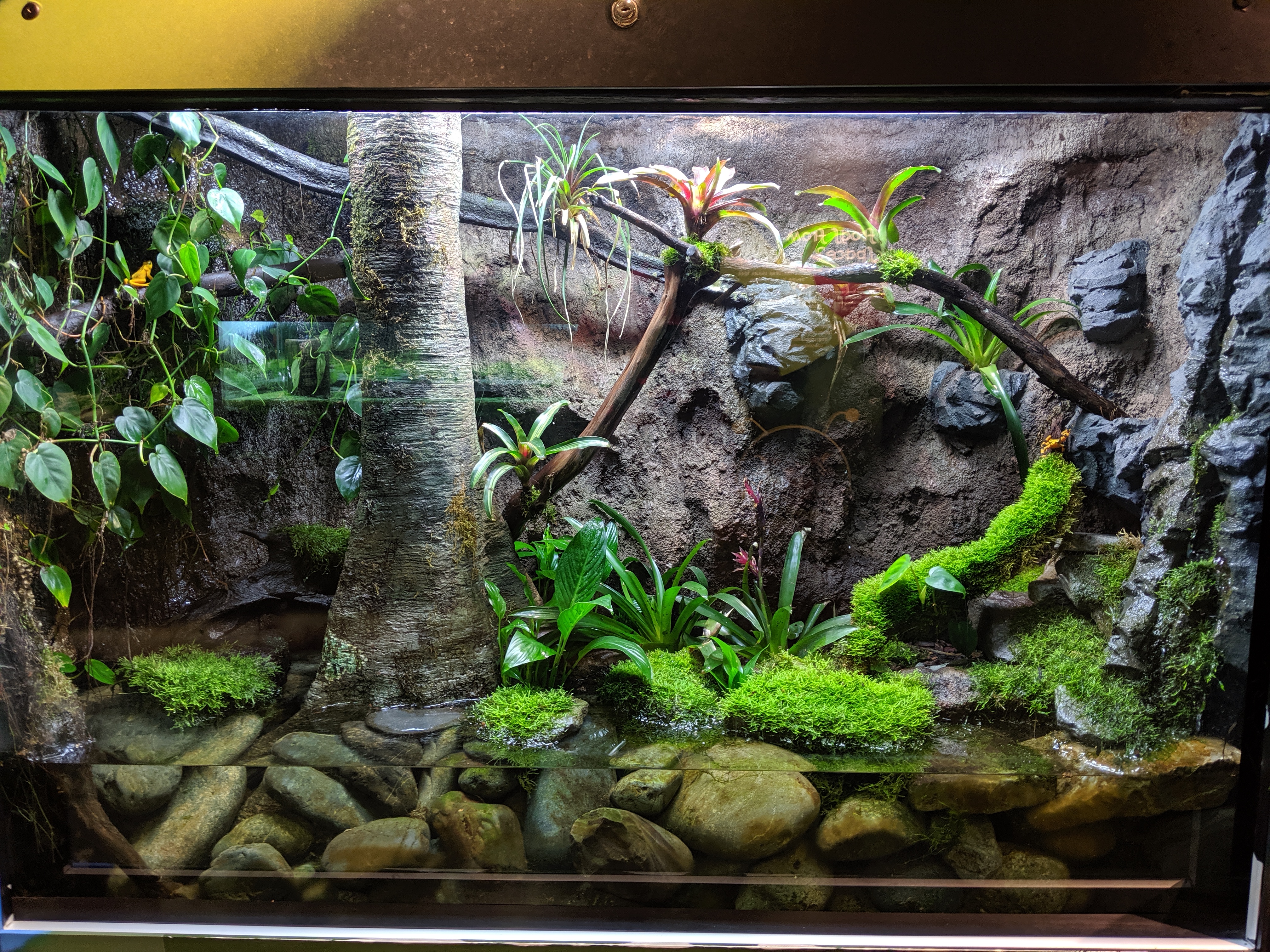 Vivarium foam shop