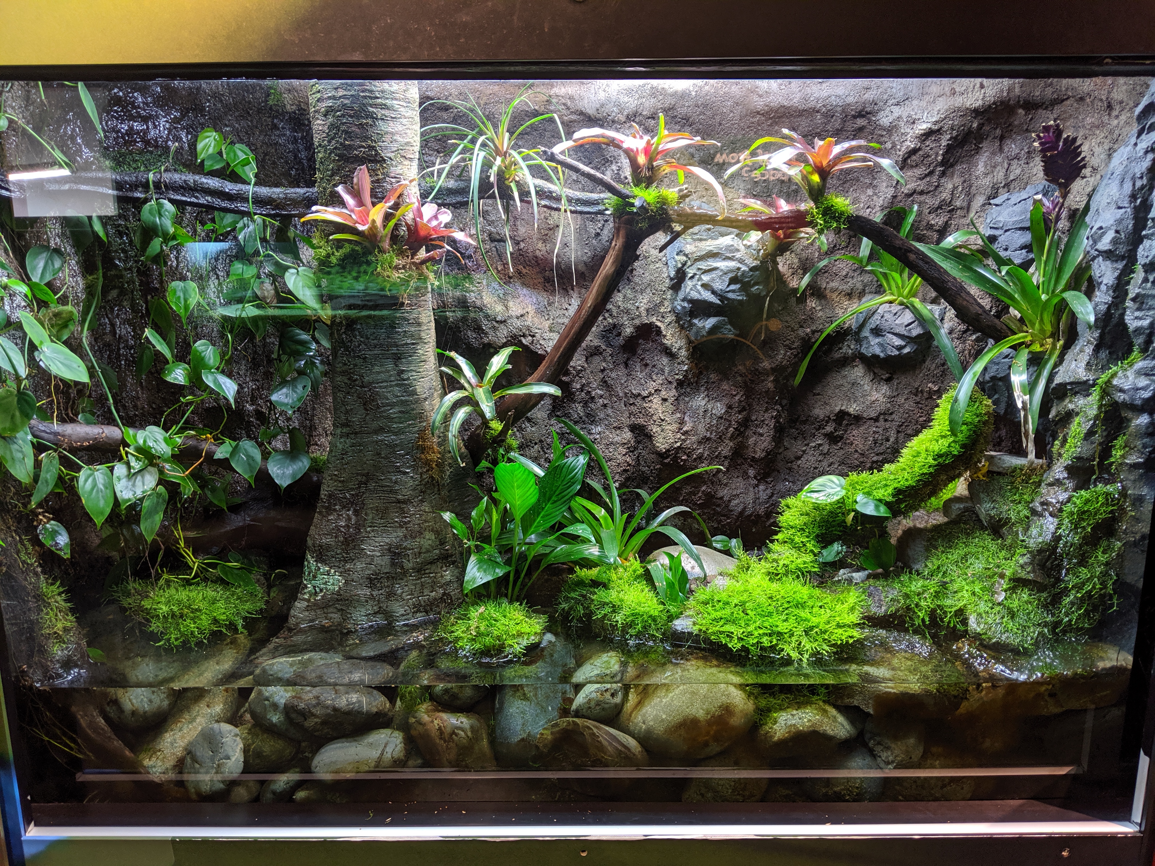 Great Stuff Pond and Stone Spray Foam - Enclosures & Setups - MorphMarket  Reptile Community