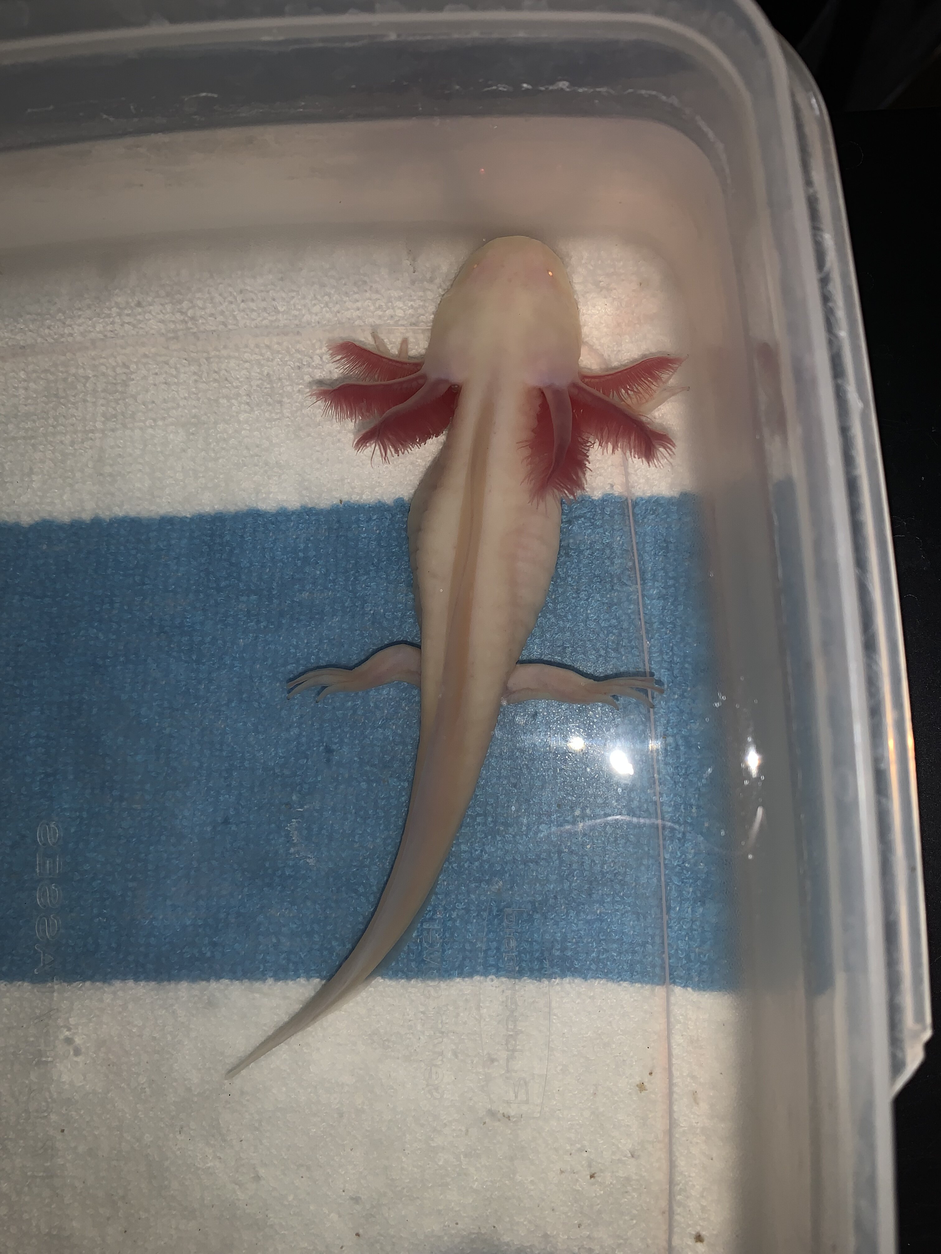 Is my axolotl ok? Back lumps | Caudata.org: Newts and Salamanders Portal